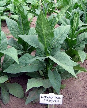 Lizard Tail Orinoco Tobacco Plant